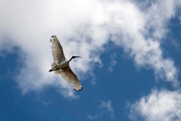 Australian White Ibis (Threskiornis molucca)