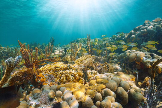 Sunlight underwater in a coral reef with tropical fish, Caribbean sea, Mexico