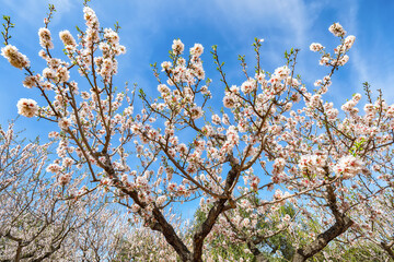 Beautiful white almond flowers on almond tree branch in spring Italian garden, Sicilia.