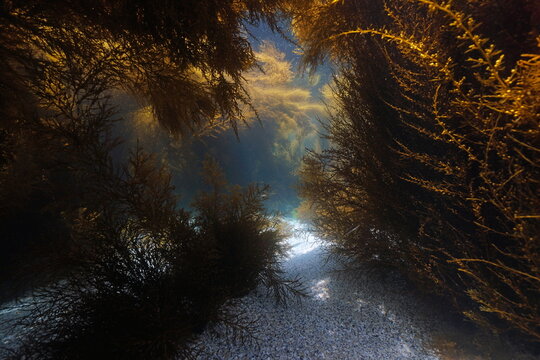 Underwater in dense seaweeds (Japanese wireweed alga) in the Atlantic ocean, Spain, Galicia, Rias baixas
