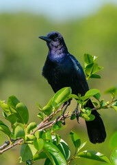 blackbird