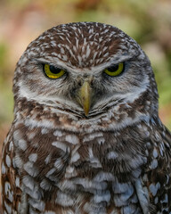 Florida burrowing owl