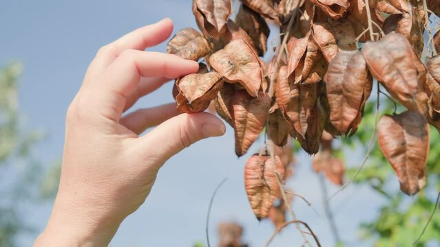 Seeds of fruit of Koelreuteria paniculata on tree branch.