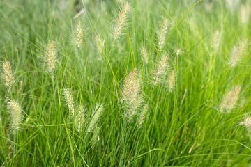 Fountain grass or pennisetum alopecuroides