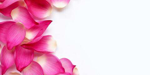 Pink lotus petals flower on white background. Copy space