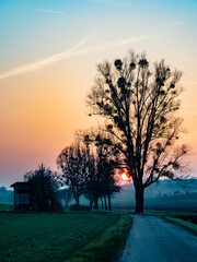 Misteln auf Baum im Sonnenuntergang