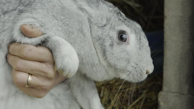 close up of a grey rabbit