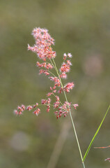 Close up of a flower on red natal grass (melinis repens)