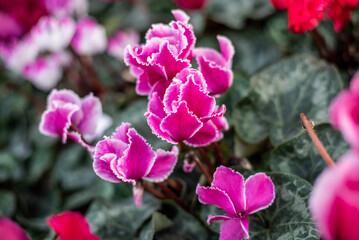 Fototapeta na wymiar Violeta de los alpes rosas