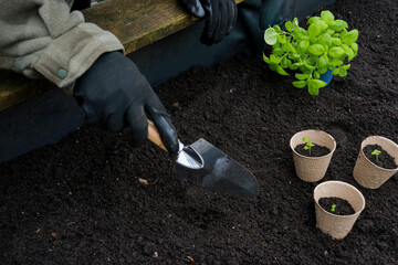 close up of hands in gloves planting basil plant in the raised bed garden