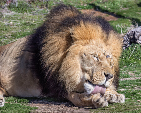 close up photo of a lion cleaning his paw with his tongue