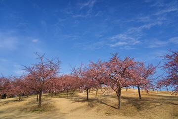 Fototapeta premium 河津桜