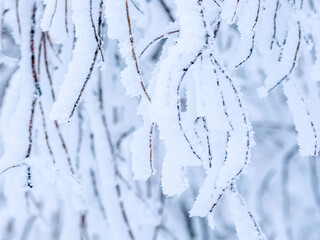 Snow and rime ice on the branches of bushes. Beautiful winter background with trees covered with hoarfrost. Plants in the park are covered with hoar frost. Cold snowy weather. Cool frosting texture.