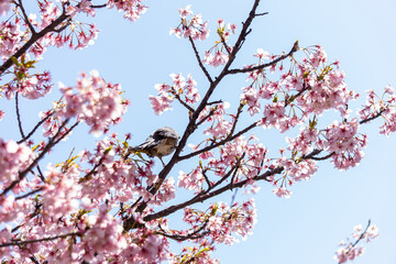 桜　鳥