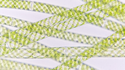 Spirogyra, a filamentous freshwater green algae with spiral arrangement of the chloroplasts