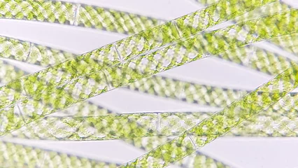 Foto auf Acrylglas Antireflex Spirogyra, a filamentous freshwater green algae with spiral arrangement of the chloroplasts © Ekky