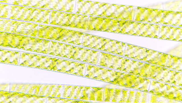 CharophytaBilder StockFotos & Videos. Adobe Stock