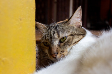 portrait of a cat