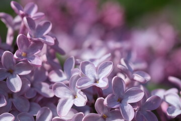 Blossoming branch of fresh purple violet lilac flowers close up, selective focus. Beautiful fresh purple lilac flowers in full bloom in the garden against green leaves natural background, close up.