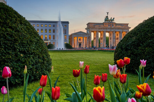 Berlin city, view of the illuminated Brandenburg Gate at Pariser Platz with a fountain and beautiful colorful tulips in the foreground in spring at sunset