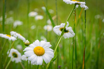 closeup of daisy and buds after the rain in Quebec, Canada