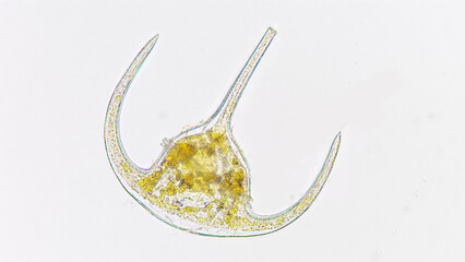 Ceratium sp, marine phytoplankton from dinoflagellata group. Lugol preserved sample. Selective focus