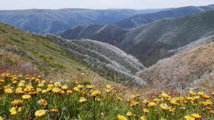 View of yellow alpine flowers with rolling hills and mountains in background, australian victorian alpine high country at mount feathertop