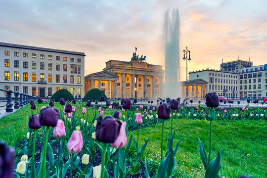 Berlin city, view of the illuminated Brandenburg Gate at Pariser Platz with a fountain and beautiful colorful tulips in the foreground in spring at sunset