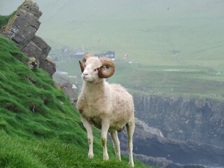 Fototapeta premium Faroese sheep with horns on green grass above rocky cliff on Mykines in the Faroe Islands