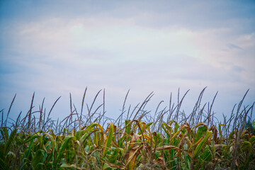 Fototapeta na wymiar Top of the green corn field