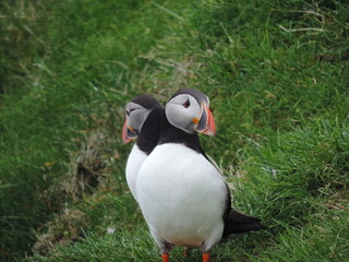  Two Atlantic puffin or common puffin on green grass landscape in Faroe Islands