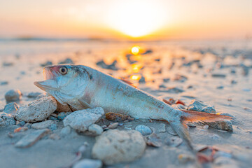 Red Tide. Dead fish on the beach Gulf of Mexico. Florida natural disaster. Stinky or bad, rotten, putrid smell on the ocean beach or shore. Dangerous Red Tide for people and animals. Florida news - obrazy, fototapety, plakaty