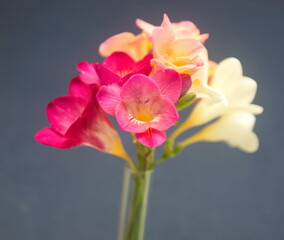 Bouquet  of peach and  pink Freesia, genus Anomatheca