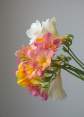 Bouquet  of peach and  pink Freesia, genus Anomatheca