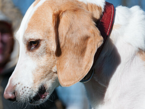 Profile of a Beagle harrier puppy - closeup