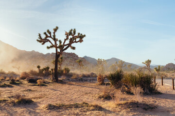 Joshua Tree National Park 