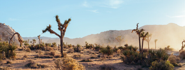 Joshua Tree National Park 