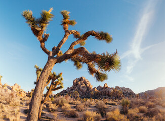 Joshua Tree National Park 