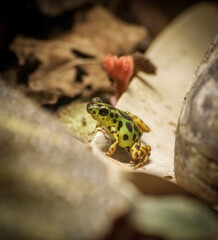 frog on a leaf