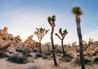 Joshua Tree National Park 