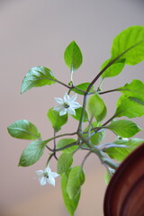 Pepper in bloom,  Capsicum annuum, ornamental pepper, on grey background