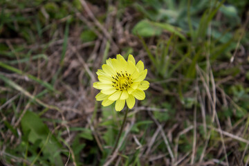 yellow dandelion flower in the grass