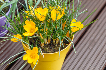 A pot of yellow crocuses standing on the patio deck. Close-up view