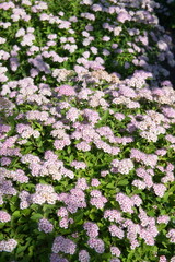 Blossom of Spiraea,  spirea, meadowsweets or steeplebushes, ornamental bush plant with pink flowers