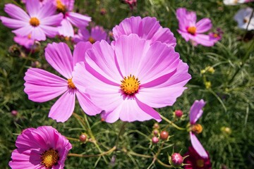 Fototapeta premium poppy flower pink and white in spring garden