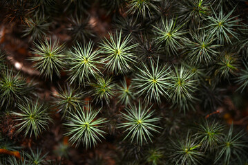 Naklejka na ściany i meble Dawsonia superba, tallest moss in the world,