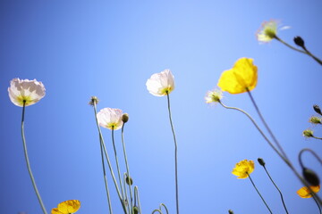 初夏の青空とカラフルなポピーの花