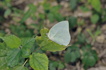 ウスキシロチョウの雄（沖縄県・石垣島）
