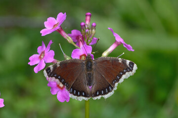 クリンソウの吸蜜をするキベリタテハ（北海道・浦幌町）
