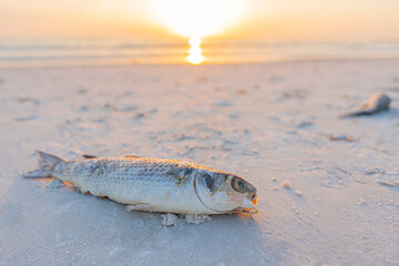 Red Tide. Dead fish on the beach Gulf of Mexico. Florida natural disaster. Stinky or bad, rotten, putrid smell on the ocean beach or shore. Dangerous Red Tide for people and animals. Florida news - obrazy, fototapety, plakaty